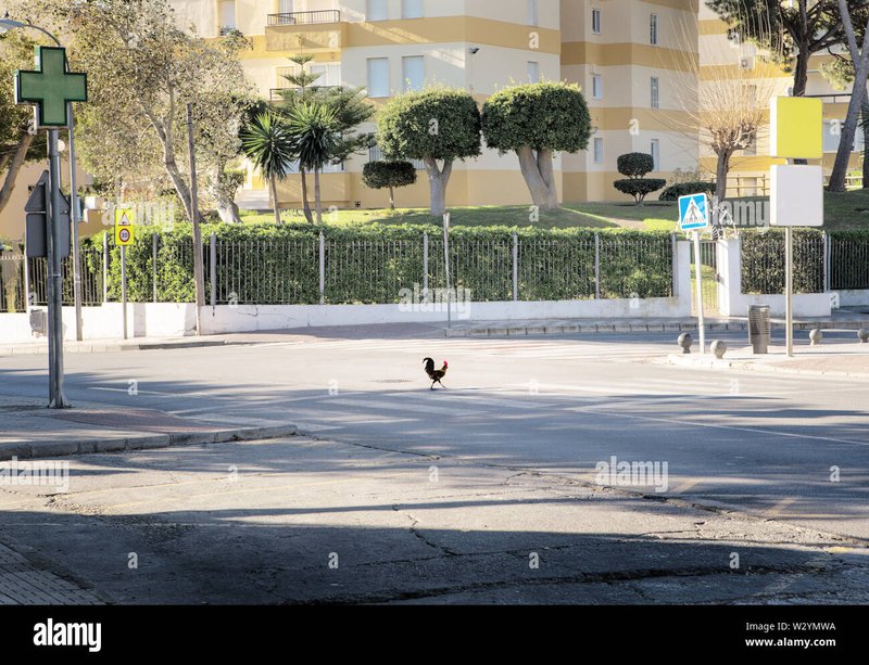 Best chicken road oficial in Spain